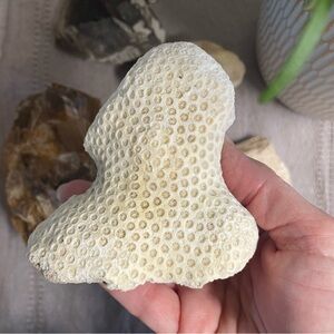 All natural Coral. Pristine condition beautiful complete coral head